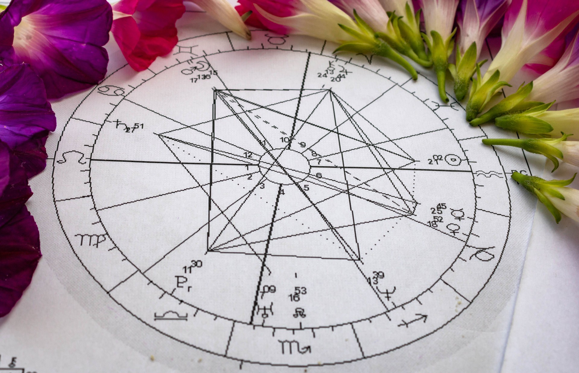 Gráfico de astrologia impresso; roxas e rosa rosa rosa flores glória manhã no fundo